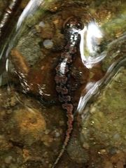 Desmognathus ocoee