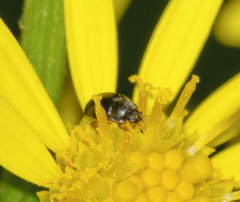 Meligethes denticulatus