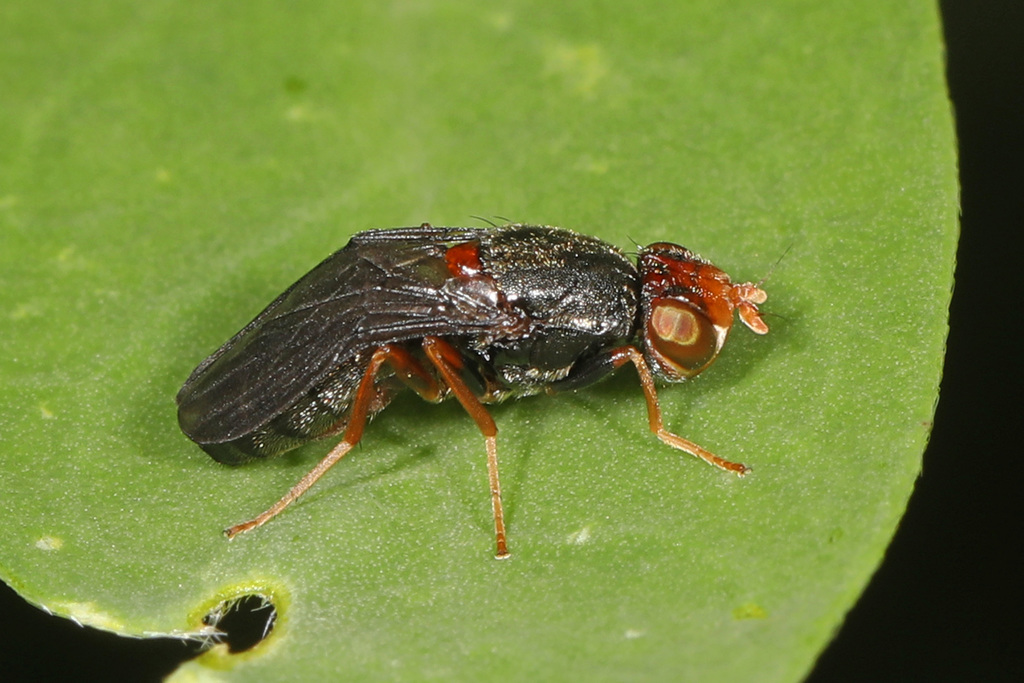 Chyliza leguminicola