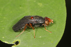Chyliza leguminicola
