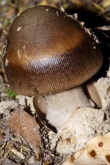 Mycetophila fagi