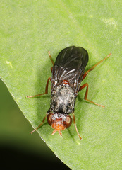 Chyliza leguminicola
