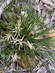 Red-stemmed Conostylis (Conostylis androstemma)
