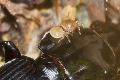 Berzercon ferdinandi