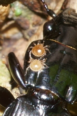 Berzercon ferdinandi