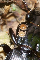 Berzercon ferdinandi