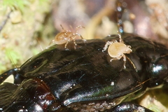 Berzercon ferdinandi