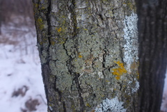 Phaeophyscia hirtella