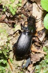 Berzercon ferdinandi