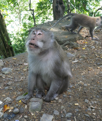 Macaca fascicularis