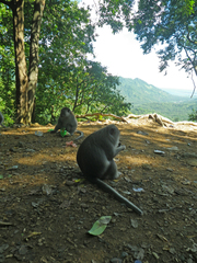 Macaca fascicularis