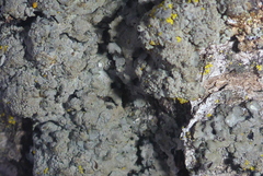Phaeophyscia hirtella