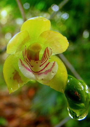 Koellensteinia