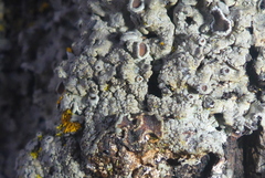 Phaeophyscia hirtella