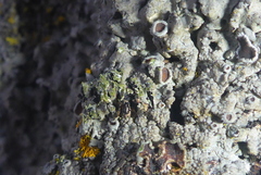 Phaeophyscia hirtella