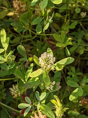 Trifolium alexandrinum