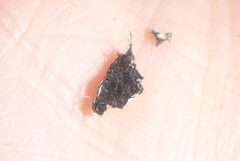 Phaeophyscia hirtella
