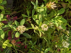 Trifolium alexandrinum