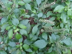 Ocimum basilicum