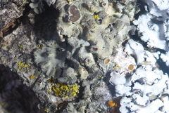 Phaeophyscia hirtella