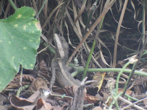 Lophognathus temporalis observed 2019-12-03