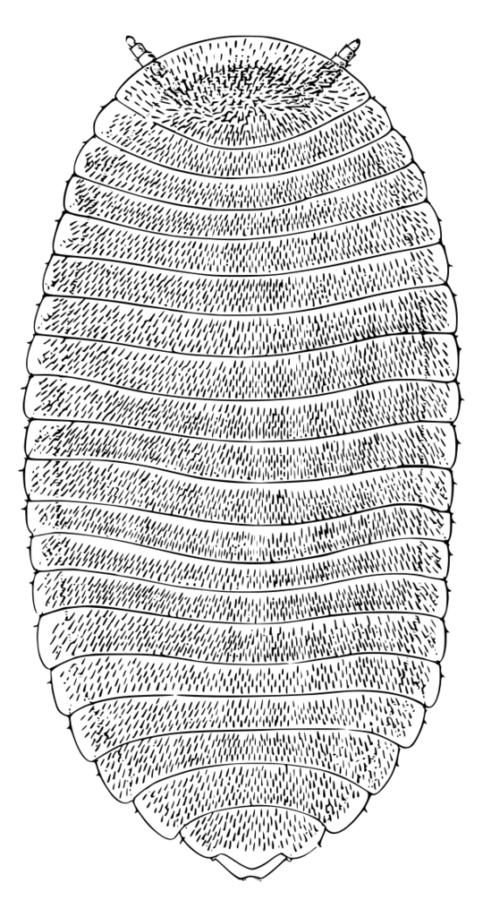 Termitodesmus