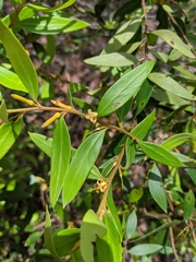 Persoonia rufa