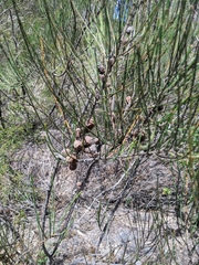Allocasuarina rigida
