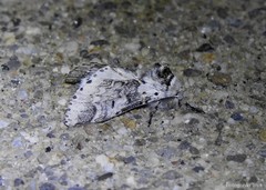 Furcula occidentalis