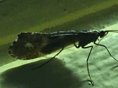 Glyphopsyche irrorata