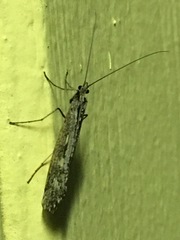 Glyphopsyche irrorata