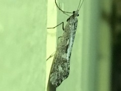 Glyphopsyche irrorata