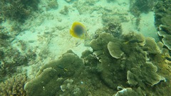 Chaetodon aureofasciatus