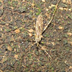 Amphineurus hudsoni
