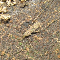 Amphineurus hudsoni