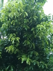Syzygium malaccense