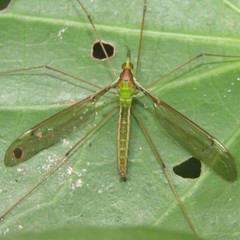 Leptotarsus albistigma