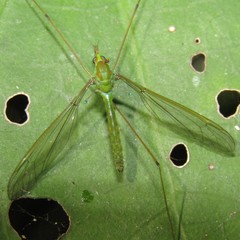 Leptotarsus holochlorus