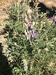 Lupinus formosus