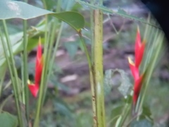 Heliconia bihai