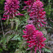 Pedicularis densiflora densiflora - Photo (c) Ken-ichi Ueda, algunos derechos reservados (CC BY)