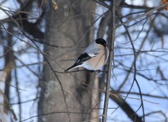 Pyrrhula pyrrhula cassinii