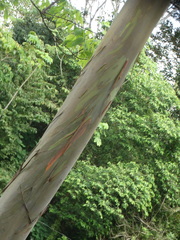 Eucalyptus deglupta