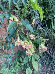 Bignonia