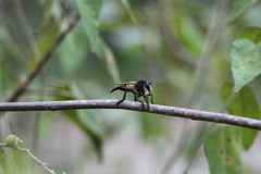 Promachus painteri