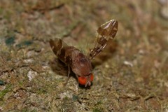 Leucophenga regina