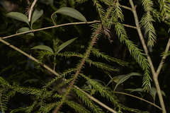 Araucaria cunninghamii