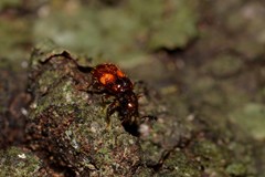 Apteropilo humerofuscus