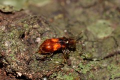 Apteropilo humerofuscus