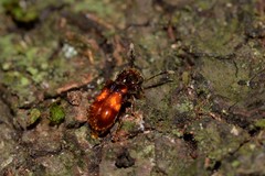 Apteropilo humerofuscus